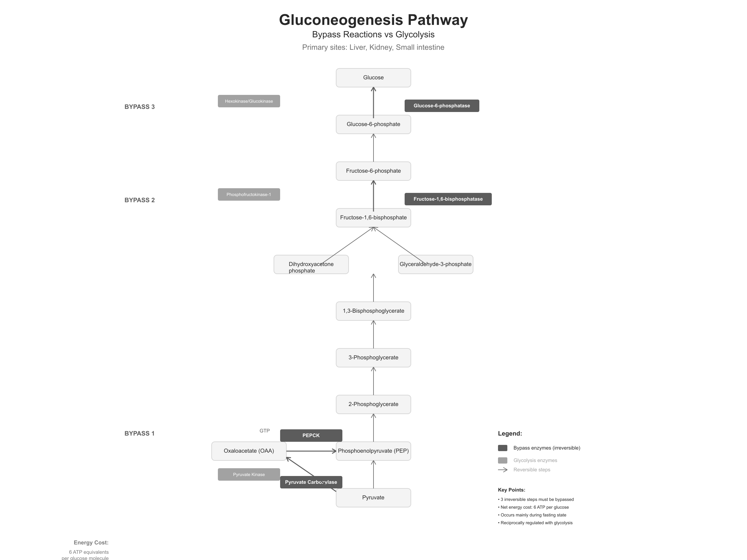 Gluconeogenesis pathway