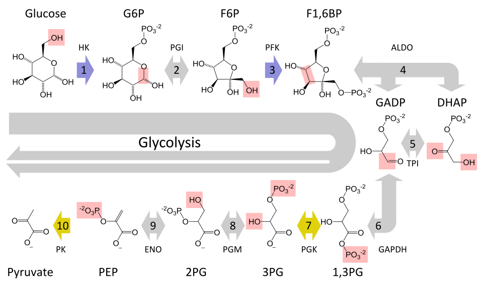 Glycolysis pathway