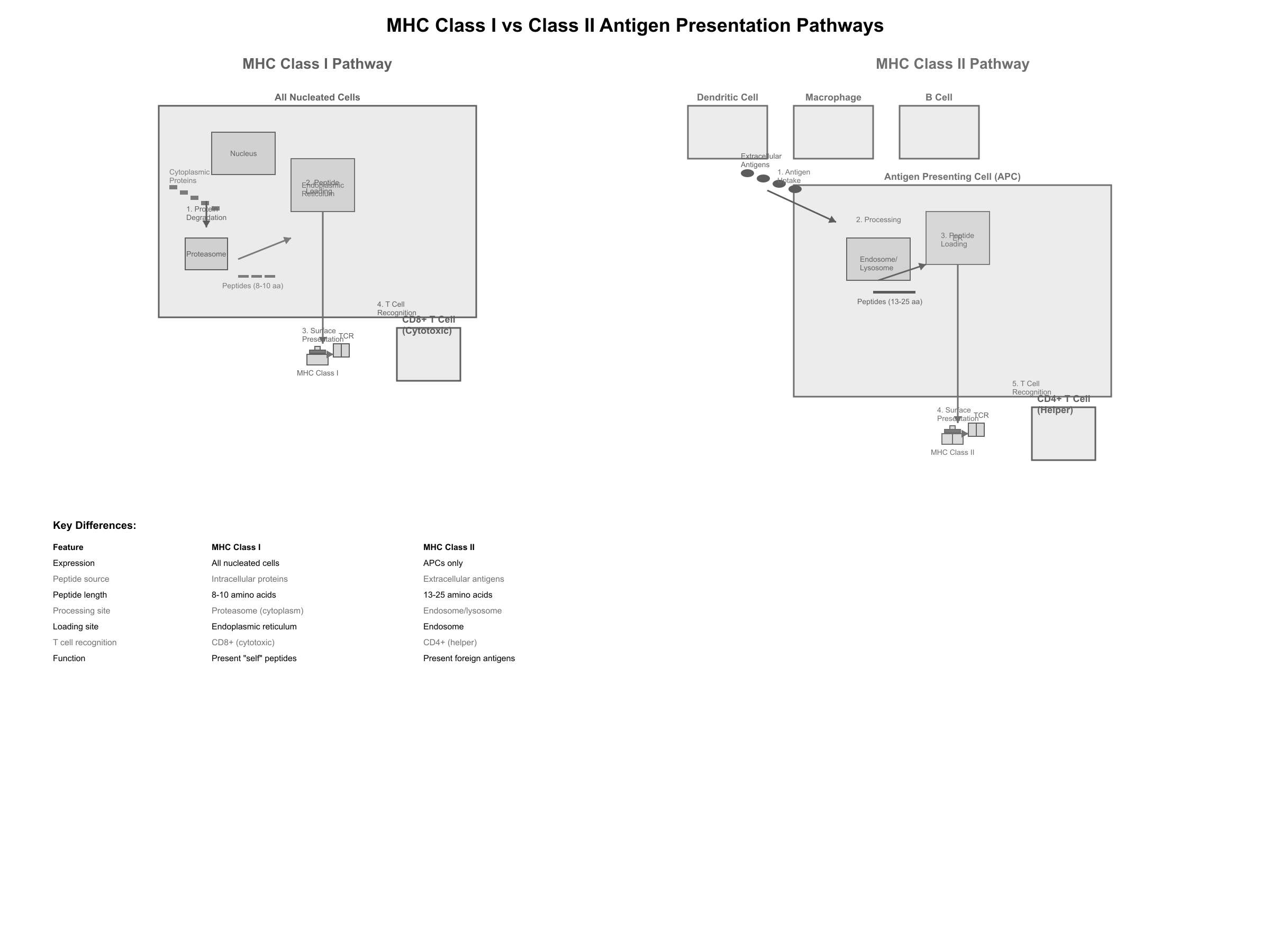 MHC I and MHC II antigen presentation