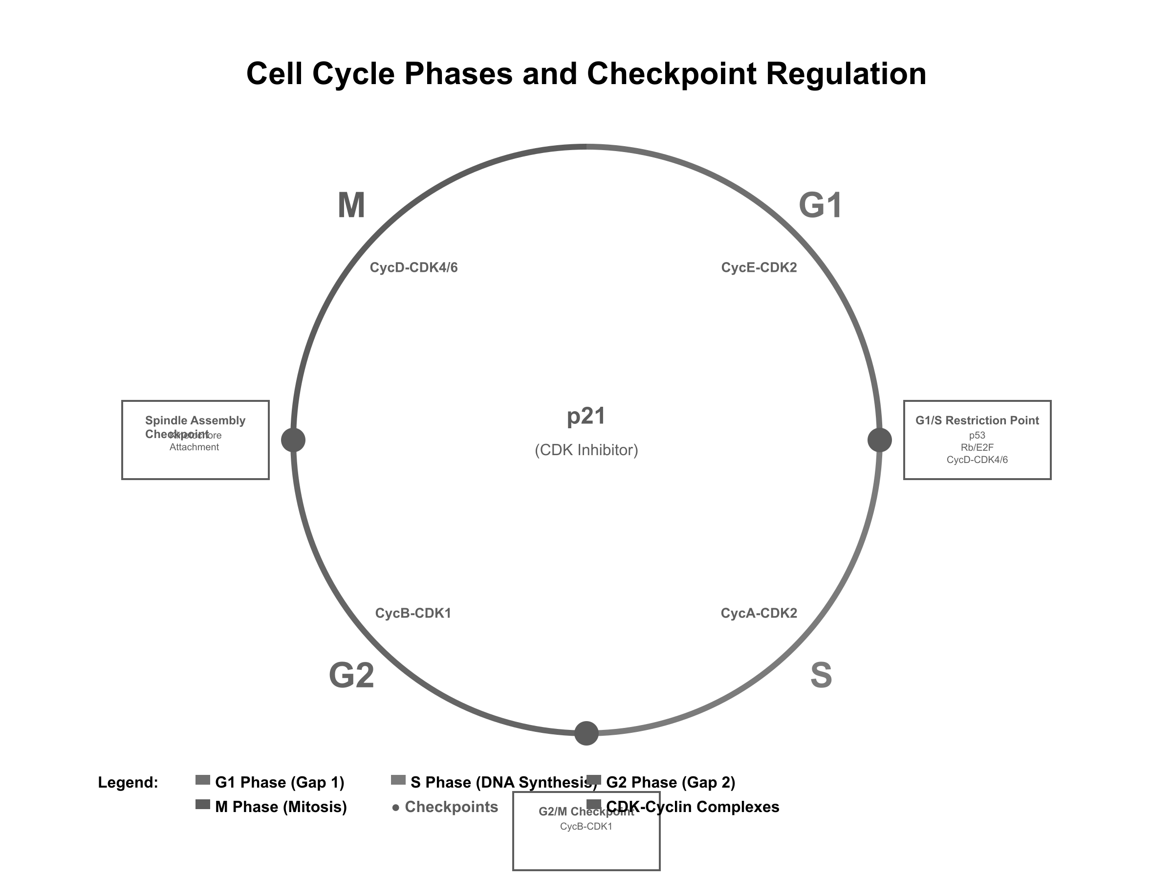 Cell cycle phases and checkpoints