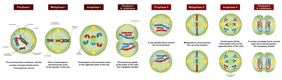 Meiosis I and II