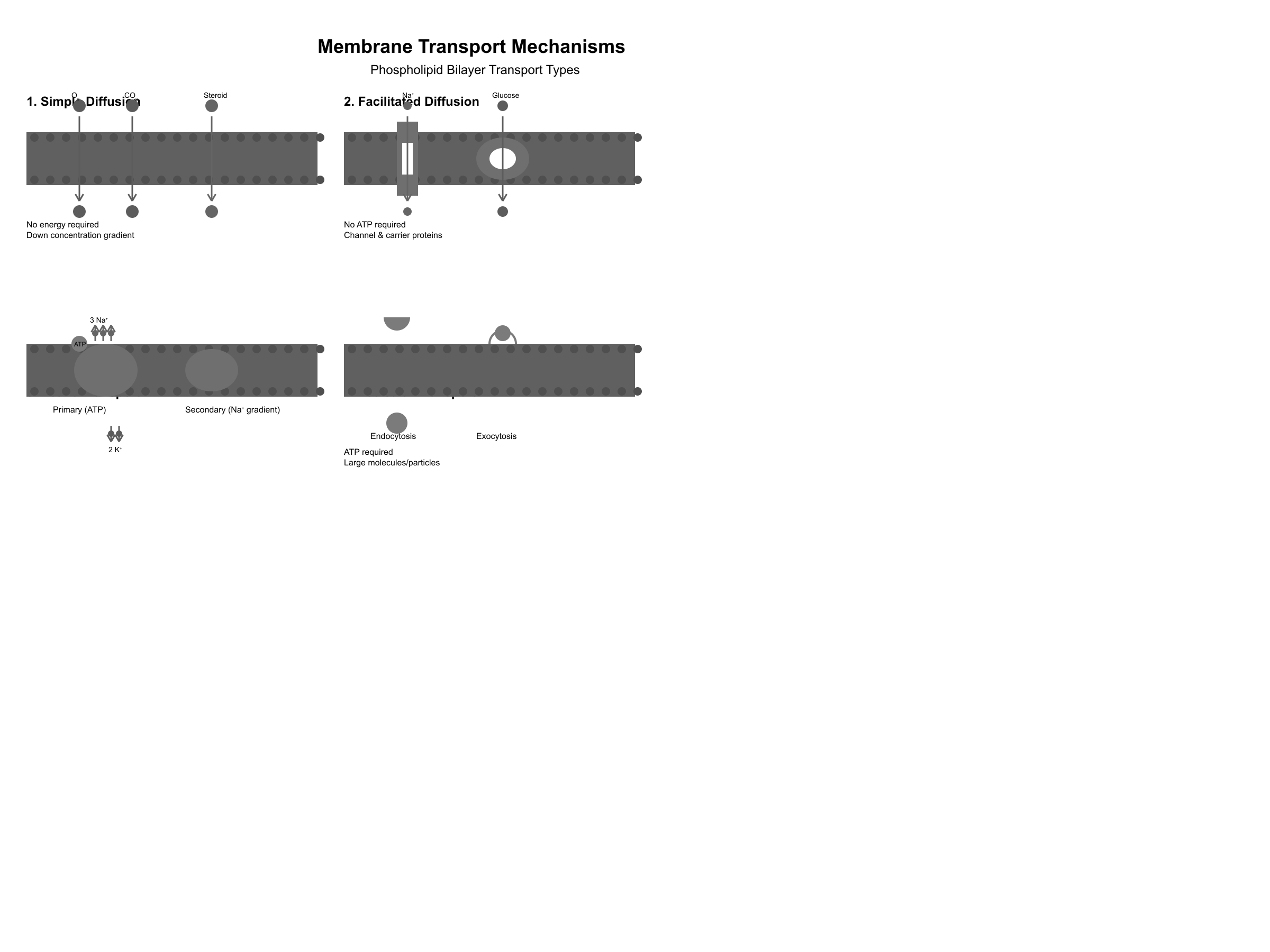 Membrane transport mechanisms