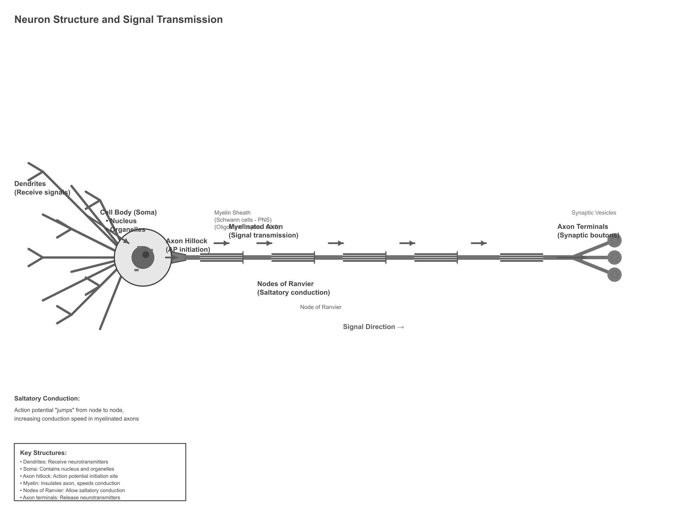 Neuron structure