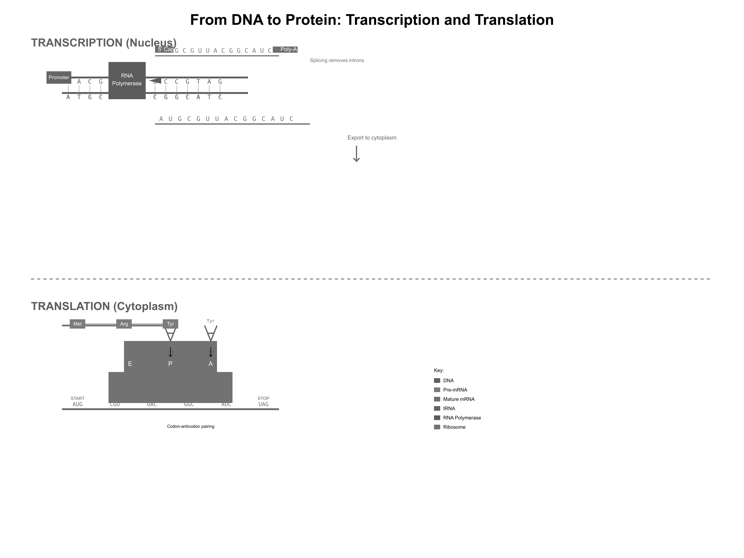 Central dogma: DNA → RNA → Protein