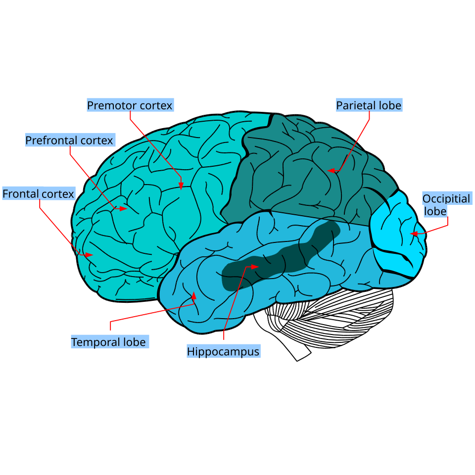 Brain lobes and their functions